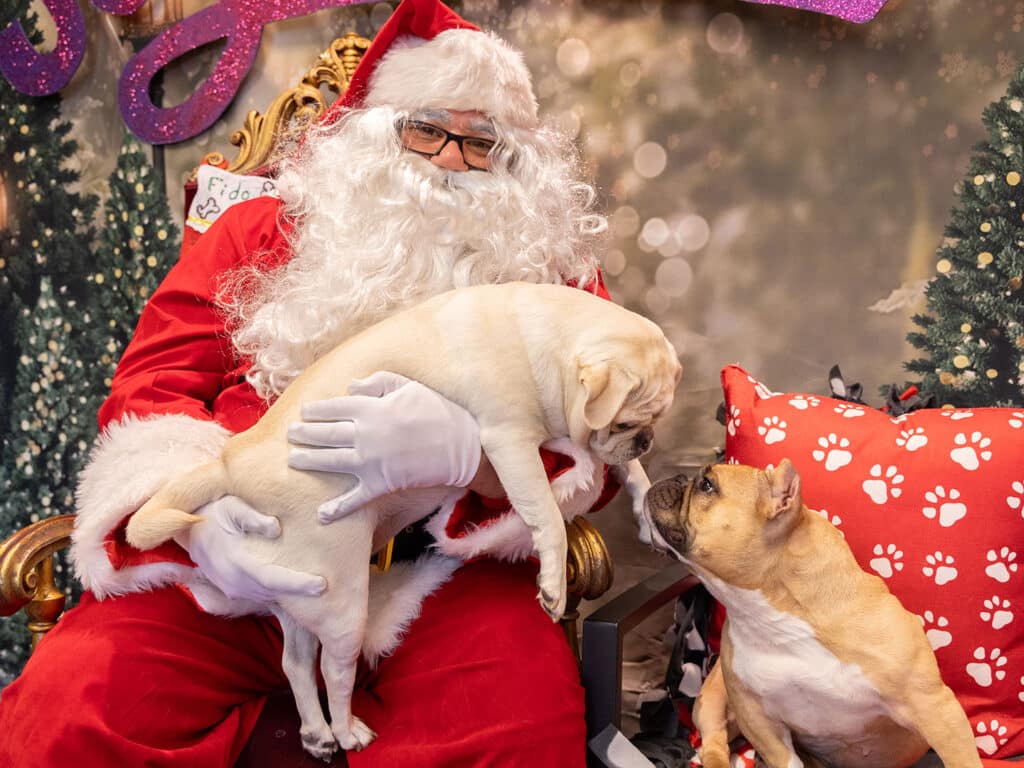 A costumed Santa Claus holds a light-colored pug while sitting on a golden chair. A brown French bulldog sits nearby, facing the pug. The background features festive decorations and soft trees.