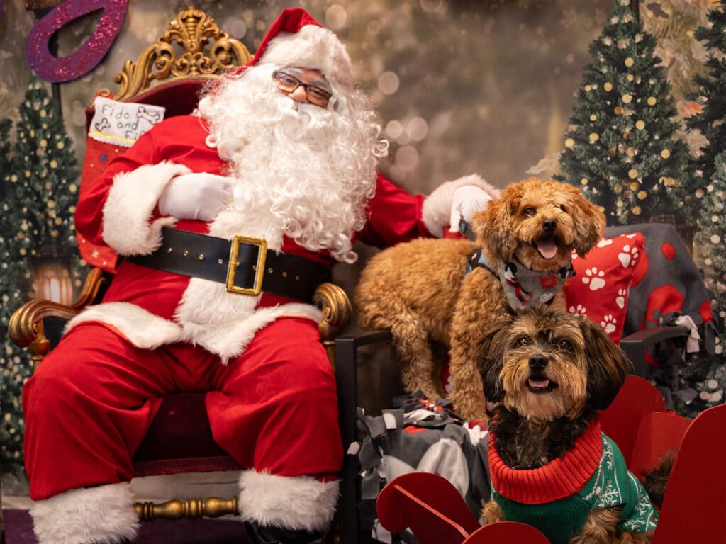 A person dressed as Santa Claus sits on a throne, smiling beside two dogs. One dog, a golden-brown Poodle mix, and the other, a black and brown Yorkshire Terrier, are both wearing festive holiday sweaters. The background features Christmas trees and decorations.