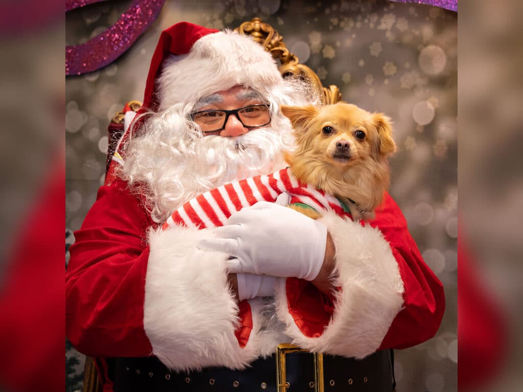 Santa Claus, wearing glasses and a red suit, holds a small tan dog wrapped in a red and white striped blanket. They are surrounded by festive decorations, with a blurred background of lights and greenery.
