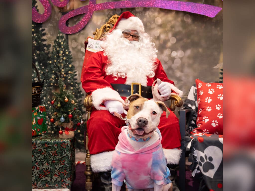 A dog wearing a colorful sweater sits in front of Santa Claus, who is dressed in a traditional red Santa suit with a white beard. The background features festive decorations, including a Christmas tree and wrapped gifts.