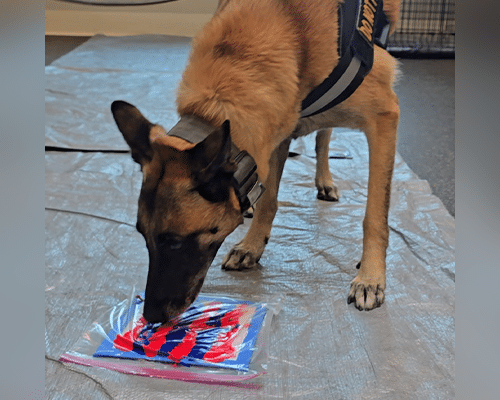 A Belgian Malinois service dog is sniffing a colorful, sealed plastic bag placed on a gray surface. The dog is wearing a harness, and the background includes a blurred indoor setting.