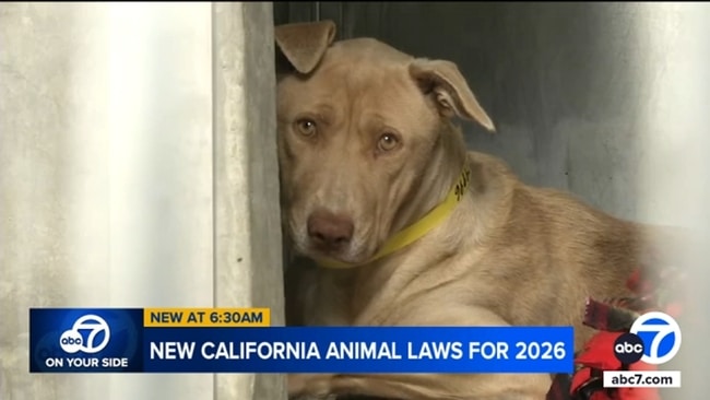 A light brown dog with floppy ears and a yellow collar rests its head against the wall of an enclosure. The image includes a caption about new California animal laws set to take effect in 2026, displayed at the bottom of the frame.