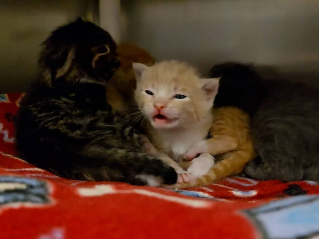 Three kittens resting on a colorful blanket. One kitten is orange and white, with a slightly open mouth, looking towards the camera. The others are darker-colored, hidden partially behind the orange and white kitten.