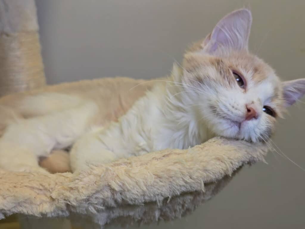 A fluffy light cream and orange cat reclining comfortably on a soft cat bed. The cat has its eyes partially closed, resting against the edge, with a relaxed expression. The background features a neutral-colored wall.