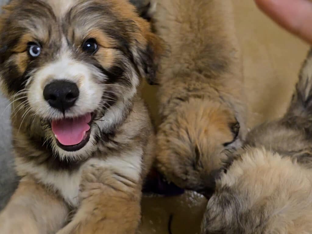 A group of playful puppies in a cozy indoor setting, with one puppy in the foreground featuring a light brown coat and blue eyes, smiling. Two other puppies are partially obscured, showing soft fur and a casual interaction among themselves.