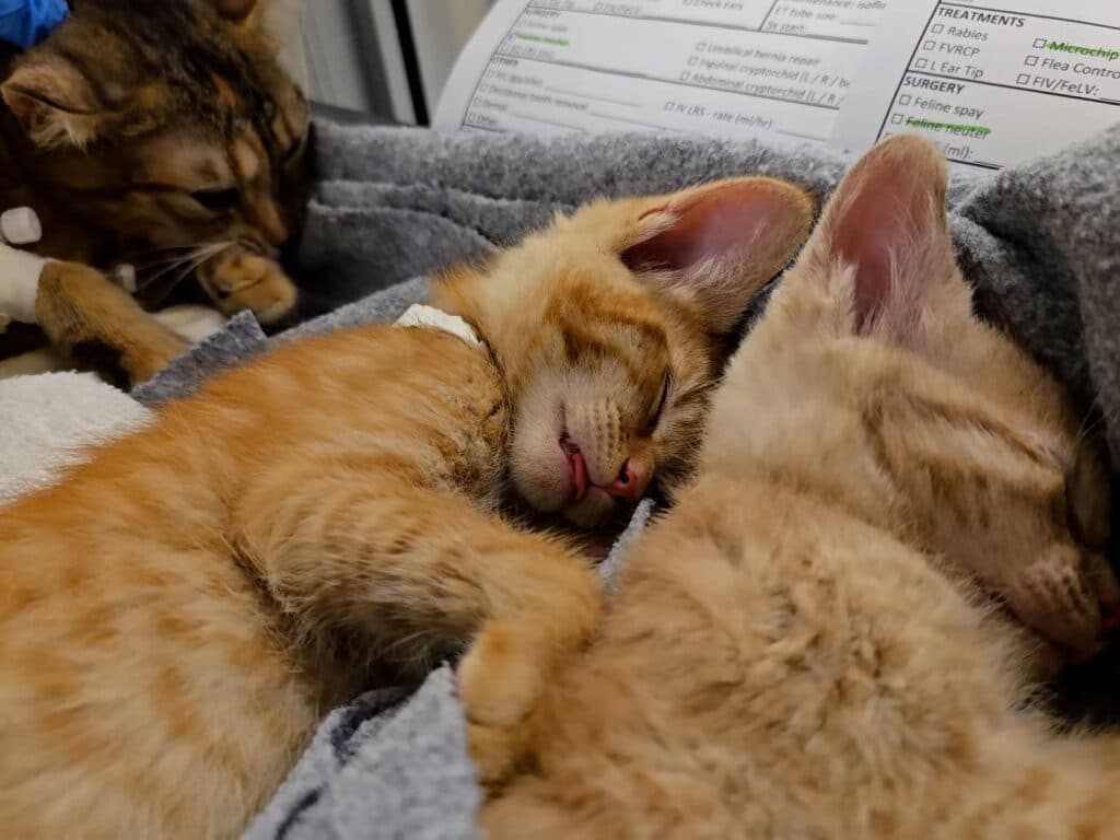 Two orange kittens sleeping closely together on a soft blanket, with one kitten's face partially visible. A third cat can be seen in the background, sitting near a document on the table. The scene is calm and cozy.