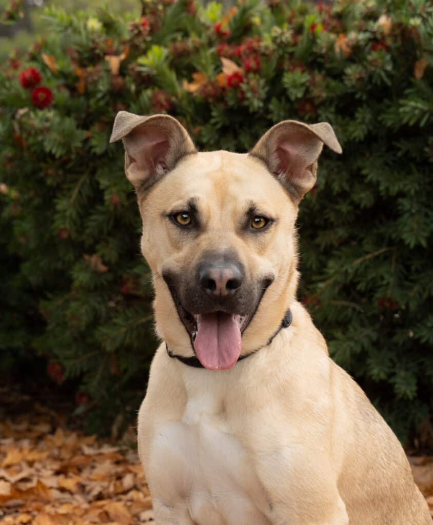A light brown dog with erect ears and a black collar sits in front of greenery, with colorful leaves scattered on the ground. The dog has an expressive face, displaying its tongue, conveying a friendly demeanor.