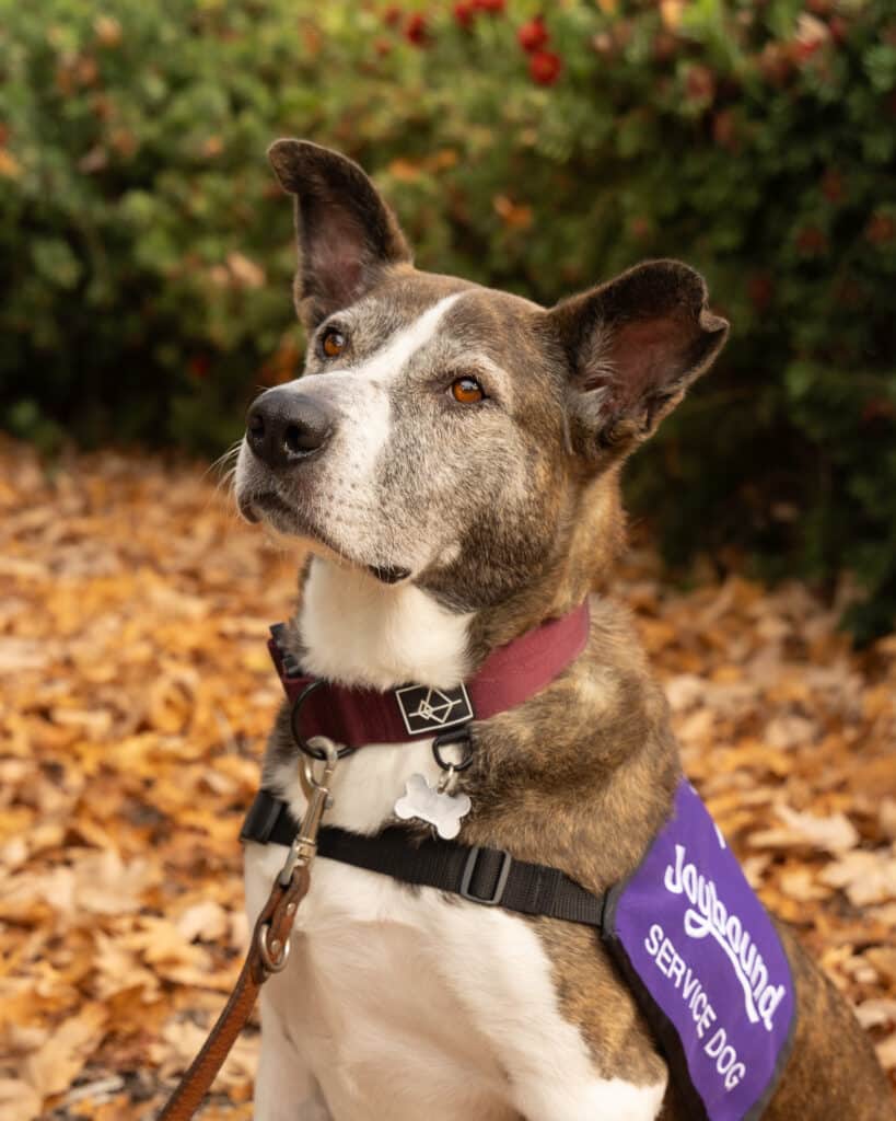 A dog wearing a service vest sits outdoors among fallen leaves. The dog's fur is a mix of brown and white, with perked ears, and it gazes upward, surrounded by green foliage and hints of autumn colors in the background.