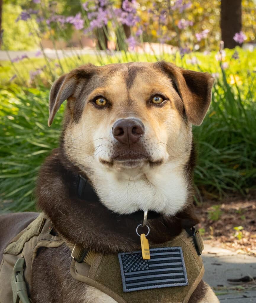 A close-up of a dog wearing a tactical vest with an American flag patch. The dog has a strong build with brown and cream fur, light brown eyes, and is positioned in a natural outdoor setting with green foliage and purple flowers in the background.