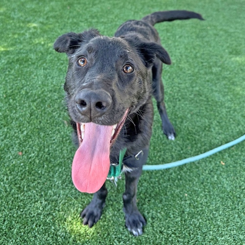 A black dog standing on artificial grass with its tongue out, looking at the camera. The dog has bright eyes and is wearing a collar. A blue leash lies loosely on the ground. The background is blurred, emphasizing the dog.