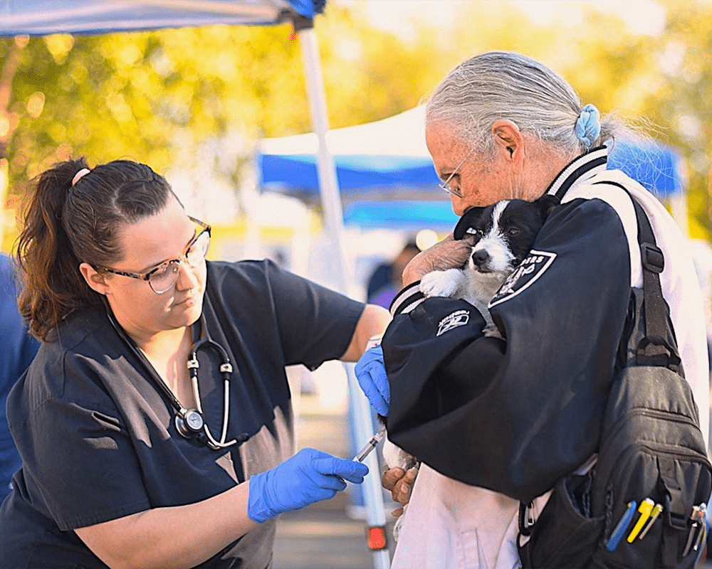 A veterinarian administers a vaccine to a small dog held by an older person. The veterinarian, wearing scrubs and gloves, focuses on the dog while the person gently holds it close. The setting is outdoors, with a blurred background of tents.