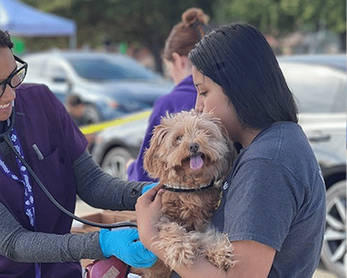 A woman holding a small, smiling dog closely while a staff member with a stethoscope checks the dog's health. The scene takes place outdoors at a community event, with cars and tents in the background.