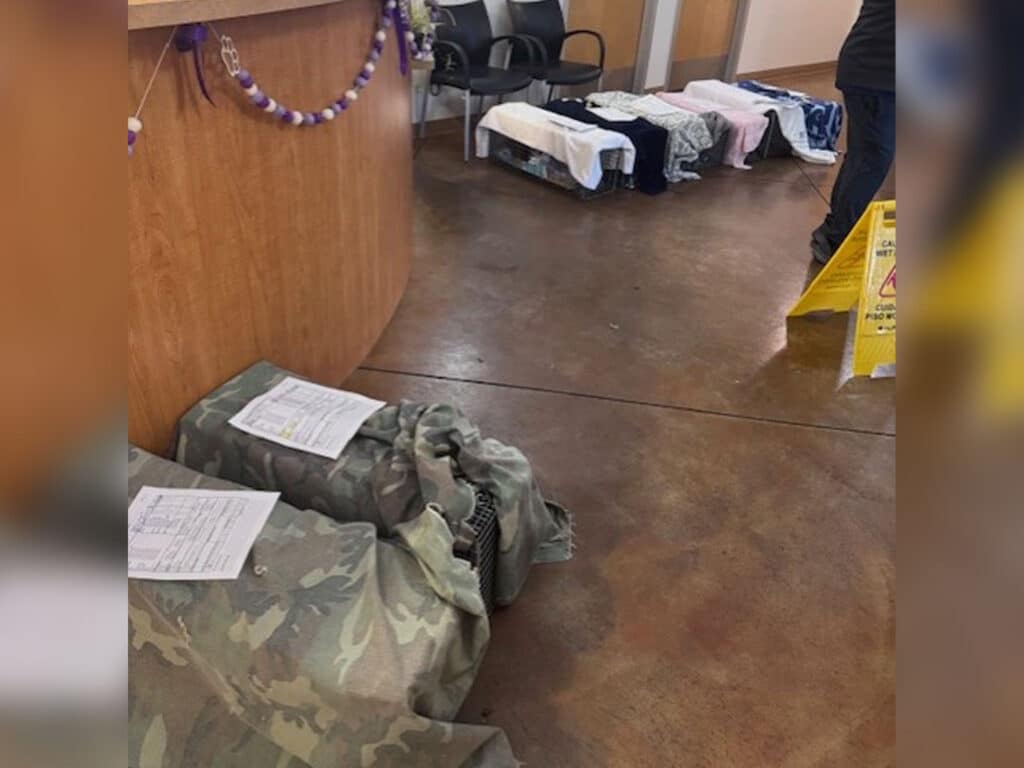 An indoor space with a reception area, showing two wrapped animals on the floor, each covered with sheets. Nearby, a seating area has several folded blankets. A caution sign is visible in the background, indicating a wet floor.