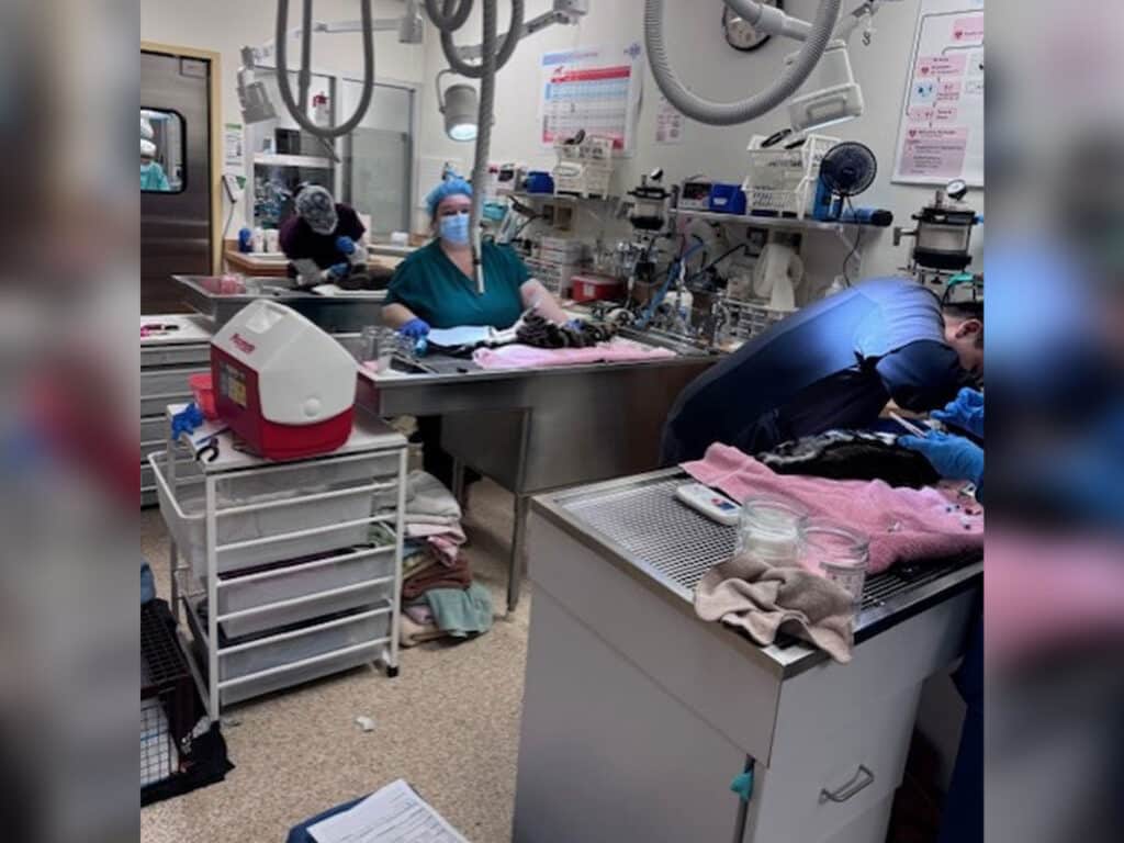 A veterinary clinic setting showing two staff members working on surgical procedures, with one wearing scrubs and a mask, and the other in blue gloves. Medical equipment is visible on counters, and various materials, including towels, are scattered around the area.