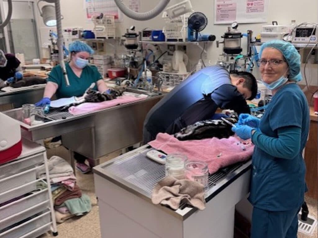 A veterinary team in a clinic. Two staff members, one in scrubs and a surgical cap, are assisting a cat on a table covered with a pink blanket, while another staff member leans over the cat, preparing for treatment. Equipment is visible in the background.