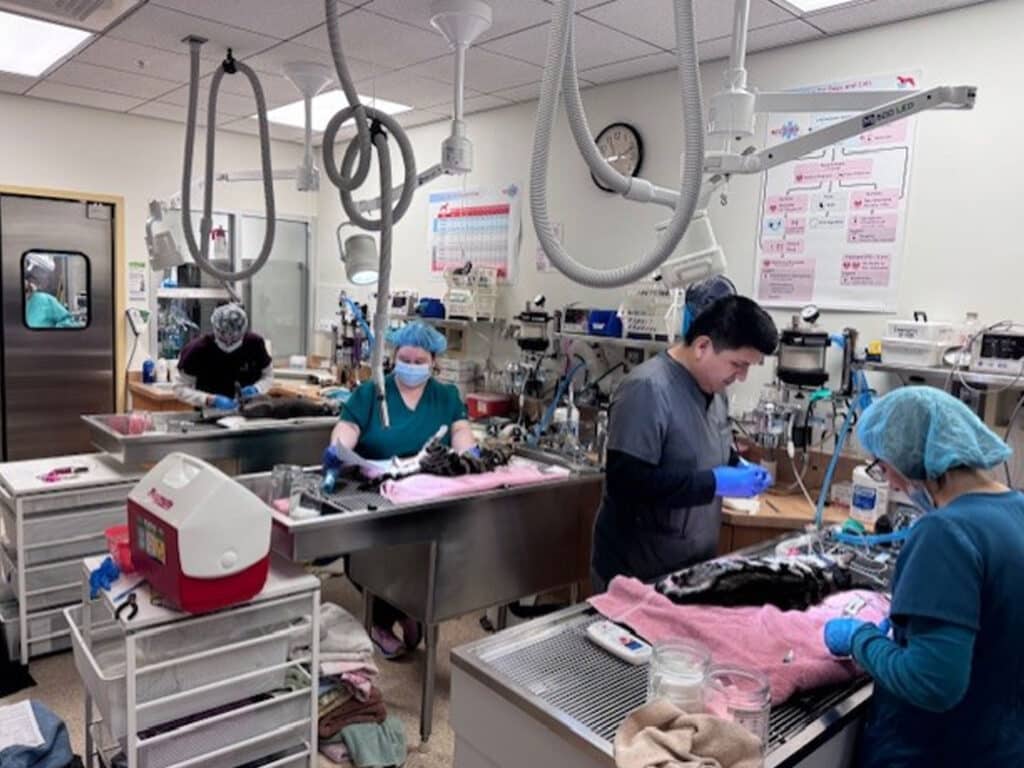 Veterinary technicians in scrubs and masks care for community cats in a clinic. Multiple workstations with medical equipment are seen, including a surgical area. Some staff members are handling cats while others prepare tools and supplies.