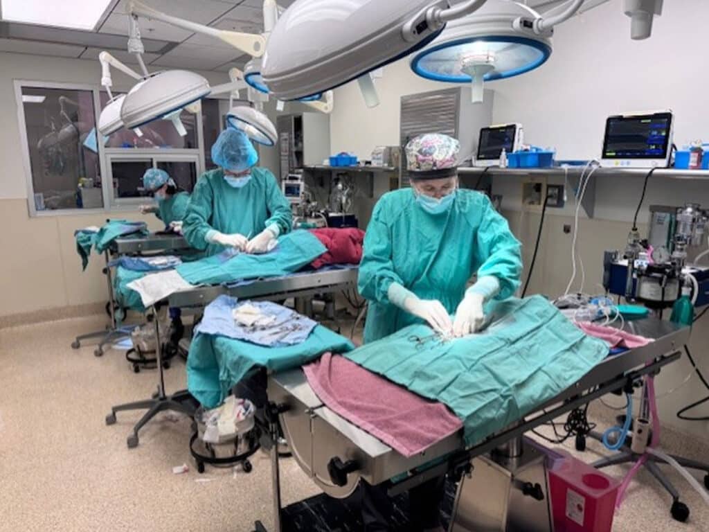 Veterinarians performing surgeries in a sterile operating room, wearing scrubs, caps, and masks. Surgical tables are equipped with various instruments and drapes, while overhead surgical lights illuminate the workspace.