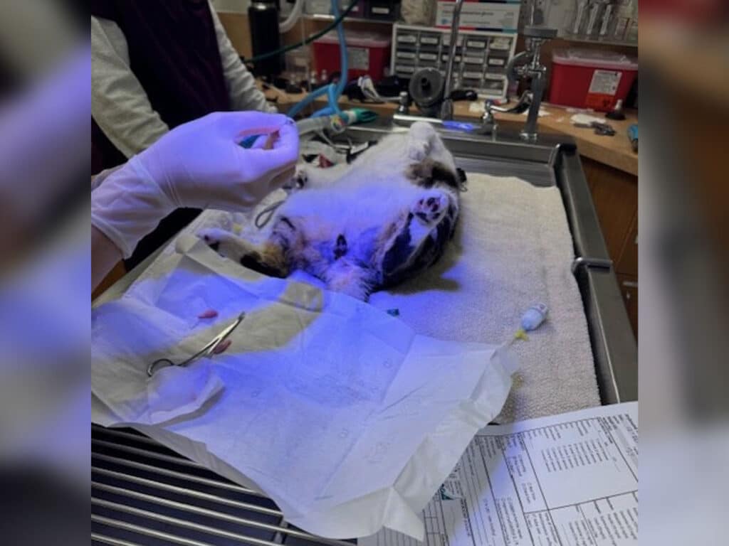 A veterinary technician wearing gloves holds a surgical tool above a cat laying on an operating table. The cat is positioned on its back with various surgical instruments and a clipboard visible beside it.