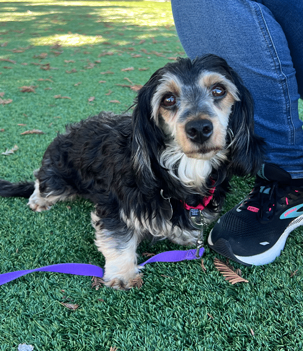 Spotlight Pet – December 2