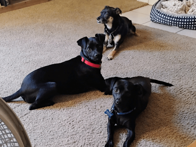 Three dogs resting on a carpeted floor in a cozy room. Two black dogs lie close together; one wears a red collar, the other a blue collar. A third dog, small and tan with black markings, sits in the background near a pet bed.