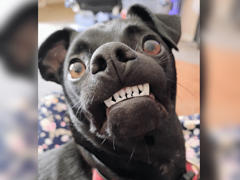 A close-up of a black pug with a wide grin showing its teeth. The pug's big eyes and ears are visible against a soft background that appears to be a colorful floral-patterned blanket. The expression gives a humorous impression.