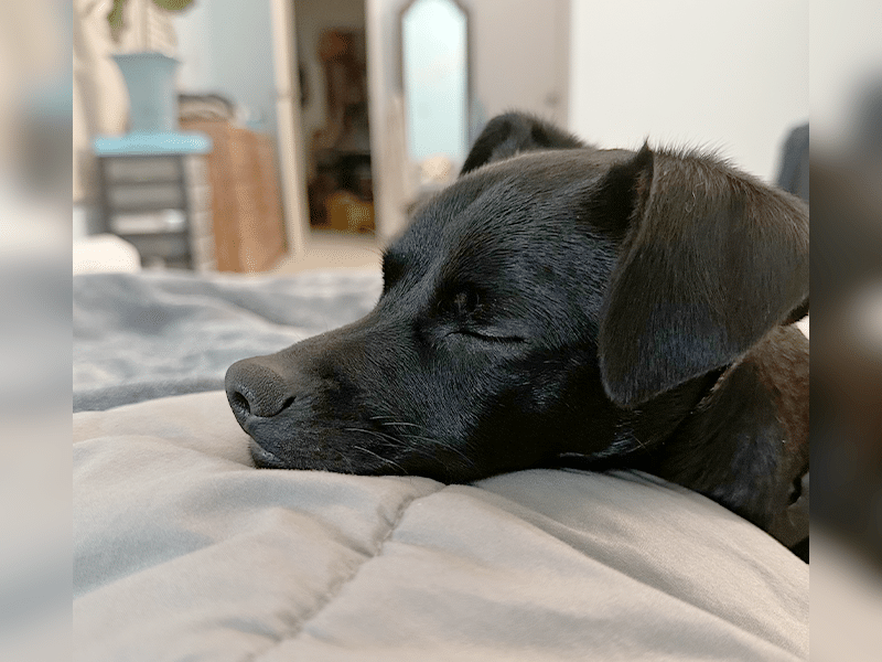 A black dog resting its head on a gray blanket, with eyes closed. The background shows softly blurred furniture, contributing to a calm and cozy indoor setting.