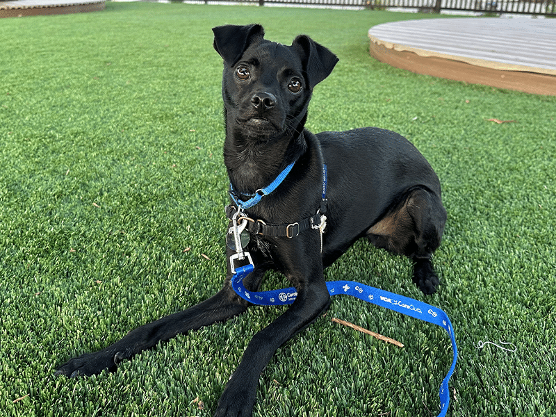 A black dog lying on green artificial grass, wearing a blue collar and leash. The dog has a curious expression, with its ears perked up, and is positioned in a relaxed manner. In the background, there is a wooden deck area.