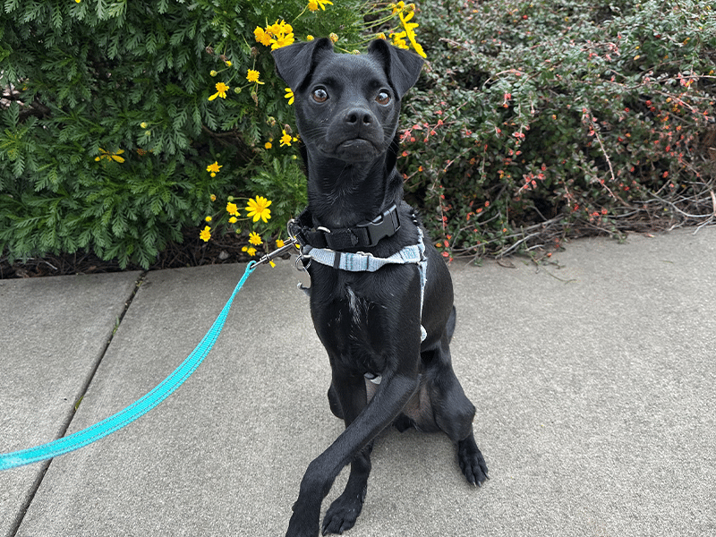 A black dog with a slender build sitting on a concrete surface, wearing a harness and leash. The background features green foliage and yellow flowers, creating a natural setting.