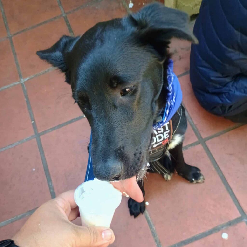 A black dog with a blue bandana sits on a tiled surface, leaning toward a hand holding a small ice cream cone. The dog appears focused on the ice cream, with its tongue extended as it prepares to take a lick.