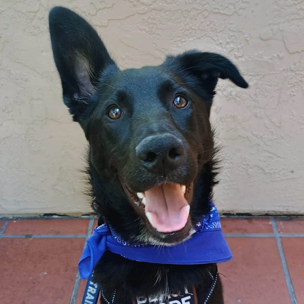 A black dog with an upright ear and a wide smile, wearing a blue bandana around its neck. The background is a light-colored textured wall and a tiled floor.