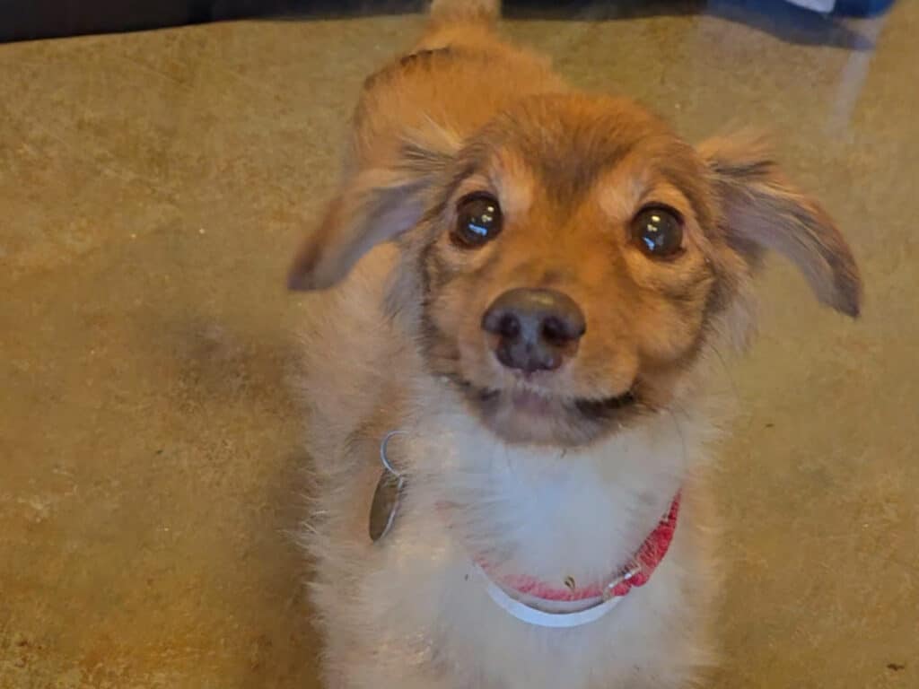 A small, light brown dog with large, dark eyes and a fluffy coat stands on a smooth surface. The dog has a red collar and a curious expression, looking toward the camera.