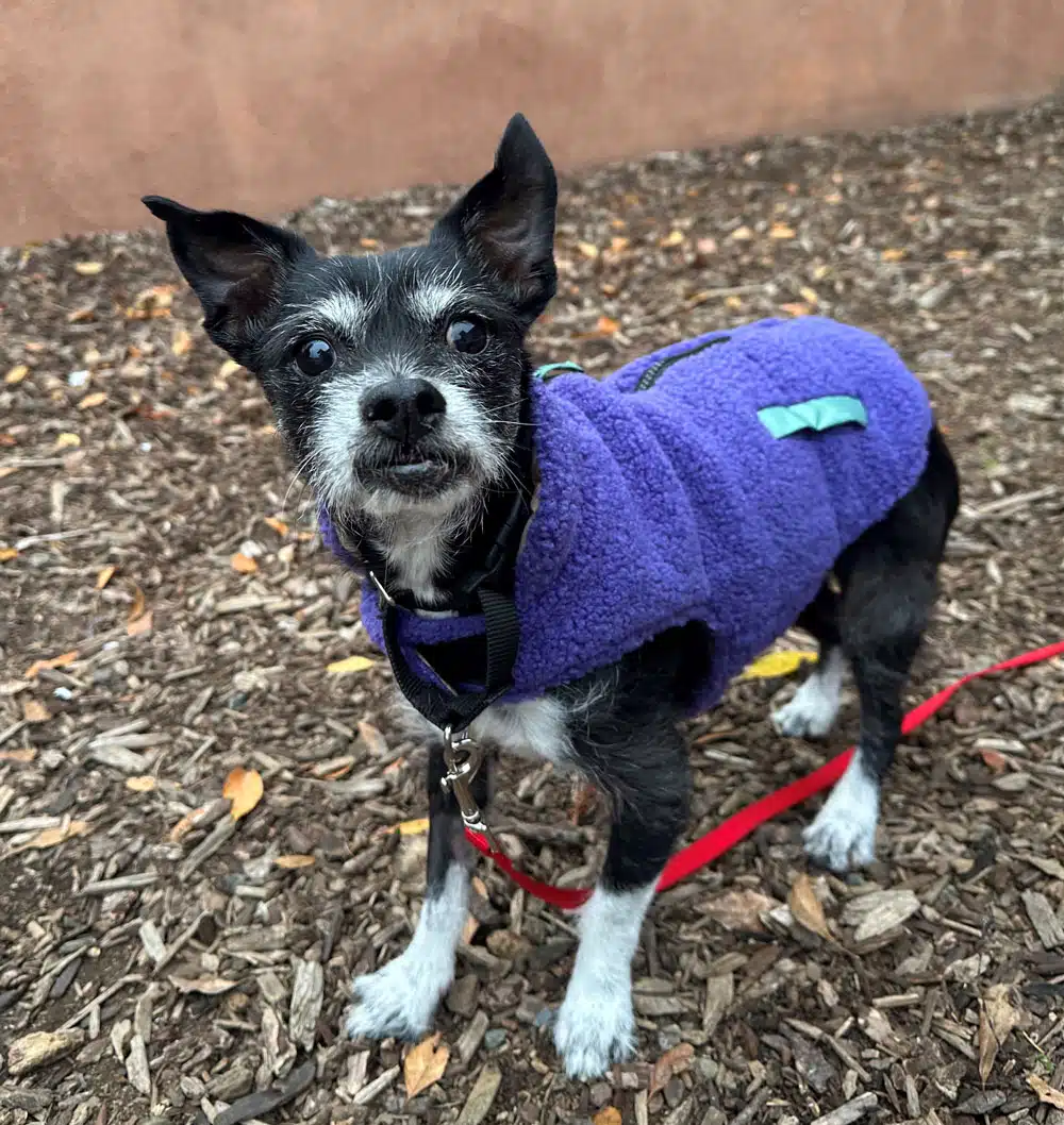 Spotlight Pet – Week of December 8