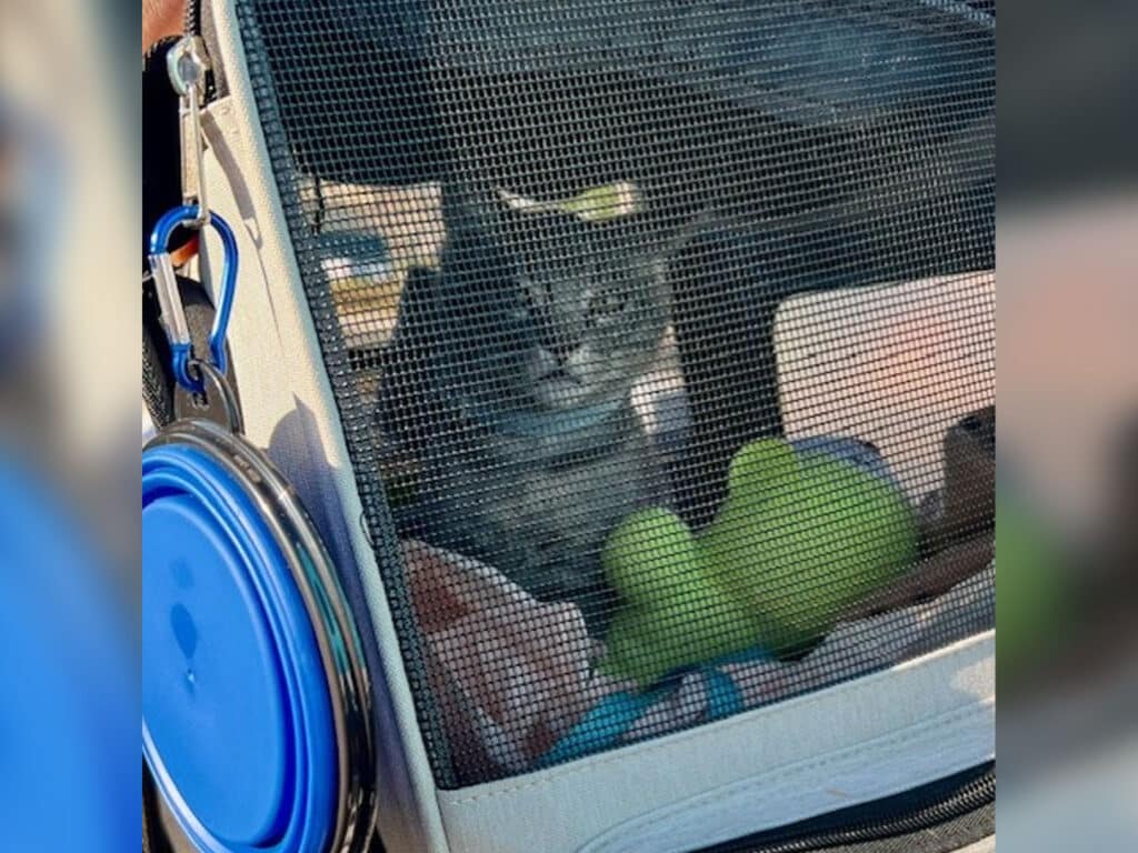 A gray cat sitting inside a pet carrier with a mesh front. The carrier contains a green toy, a few blankets, and is positioned outdoors, suggesting a casual setting.