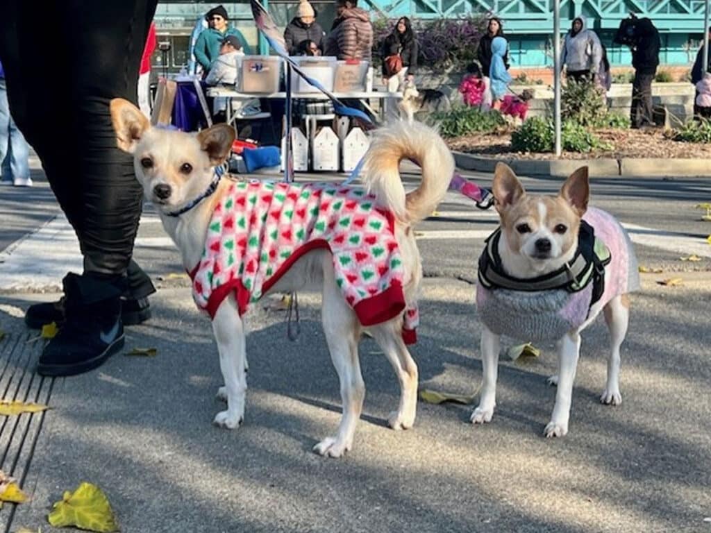 Two small dogs standing on a sidewalk. The dog on the left is wearing a red and white outfit with a pattern of Christmas trees, while the dog on the right is dressed in a grey sweater. People can be seen walking in the background.