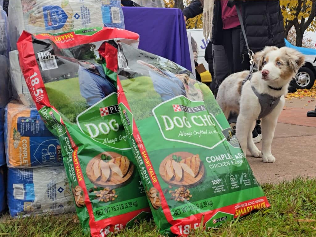 Two bags of Purina Dog Chow with a chicken dinner flavor, placed beside a stack of supplies. A dog with a grey and white coat stands nearby, looking towards the bags. The setting appears to be an outdoor event with fallen leaves.