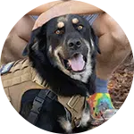 A black dog wearing a harness sits calmly next to a person with their hand resting on the dog's head. The dog appears relaxed and is looking at the camera, representing the role of emotional support animals.