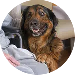 A brown and black dog resting its front paws on the leg of a person in gray pants, sitting in a wheelchair. The dog's expression is attentive and friendly, symbolizing the role of emotional support animals in providing companionship.