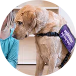 A yellow Labrador retriever wearing a harness labeled "Emotional Support Animal" sits beside a child in a blue top, both focused on each other in a bright indoor setting.