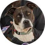 A brown and white dog with a concerned expression, wearing a harness. The animal appears to be an emotional support animal, being held by a person off-screen. The dog's ears are perked up, and its eyes are attentive.
