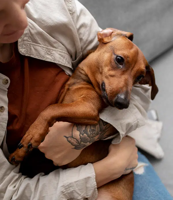 A person holding a small brown dog in their arms while seated on a couch. The dog appears relaxed, resting its head against the person's shoulder. The scene conveys a comforting moment, highlighting the bond often seen with emotional support animals.