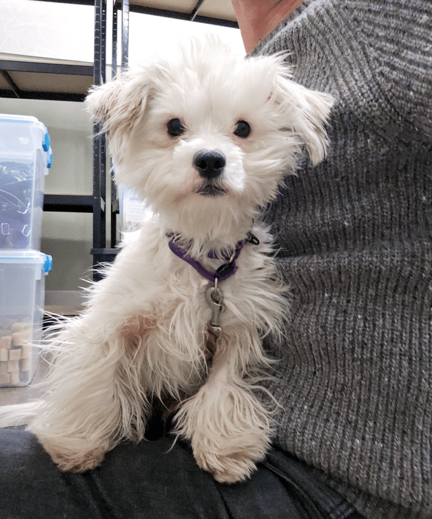 A small, fluffy white dog with a purple collar, sitting on a person's lap in a room with shelves and storage boxes. This image reflects the role of emotional support animals in providing companionship.