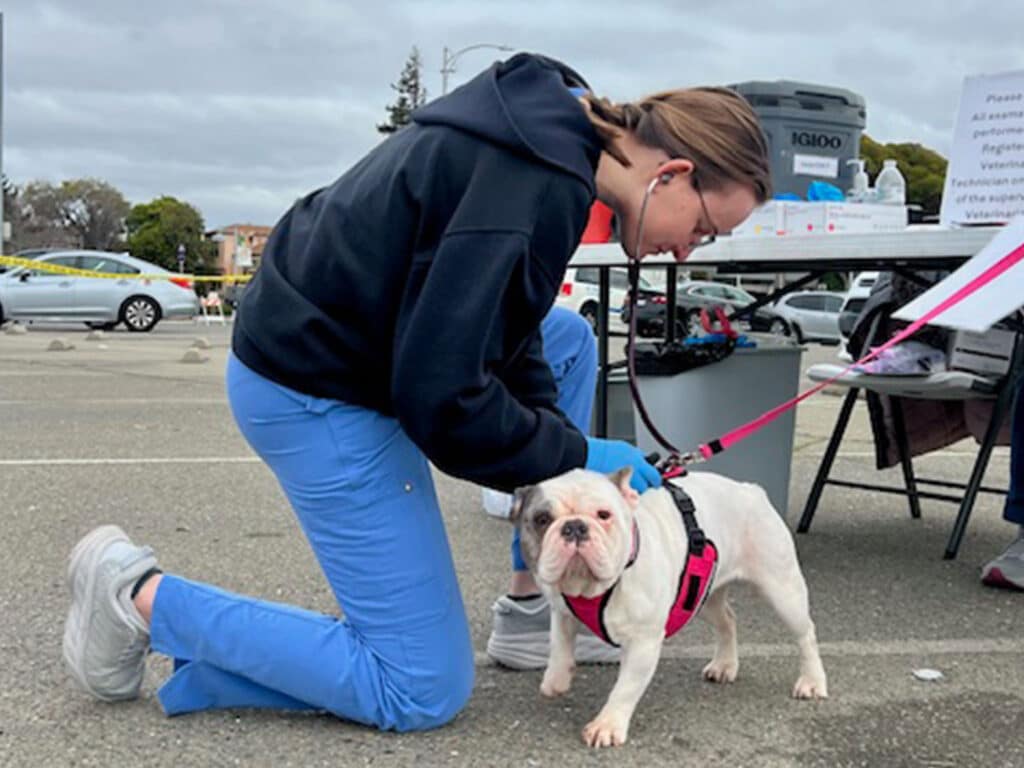 A woman in blue scrubs kneels beside a small white dog wearing a pink harness. The dog is standing on a pavement, and the woman appears to be assessing the dog. In the background, there is a table with supplies, likely for a vaccination clinic.