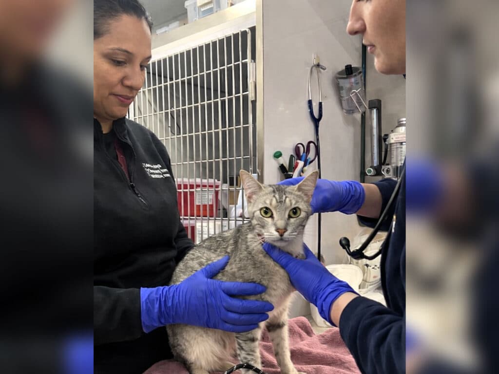 A woman with long dark hair and gloves gently holds a cat on a towel while another person in gloves examines the cat with a stethoscope. The background shows veterinary equipment and a cage.