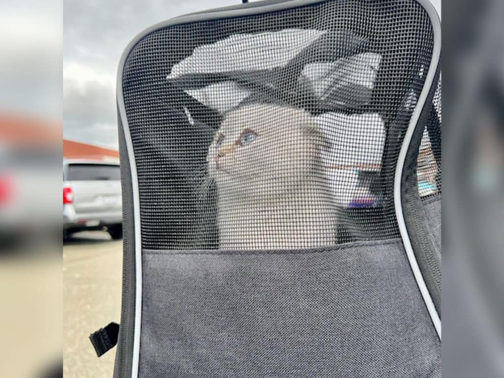 A light-colored cat sits inside a pet carrier with a mesh window, looking outside. The background includes blurred vehicles and a cloudy sky, indicating an outdoor setting. The carrier is black and gray.