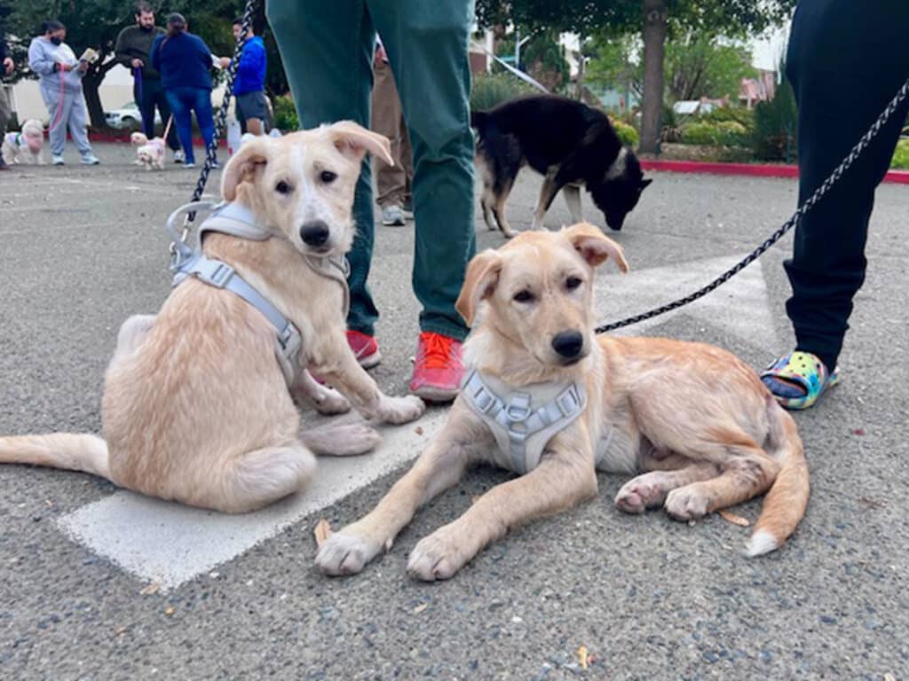Two light-colored puppies resting on a paved surface at an outdoor event. They are wearing harnesses and leashes, with people and other dogs visible in the background. The setting appears to be a community gathering, likely associated with pet adoption or health services.