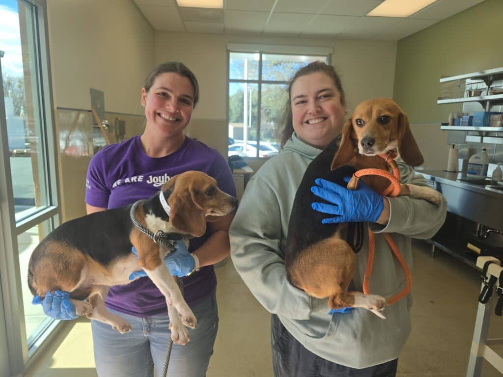Two women, each holding a beagle, stand in a well-lit room. One woman wears a purple shirt and blue gloves, holding a tan and black beagle. The other woman, in a gray hoodie, holds a tan beagle with an orange leash. Shelves and a window are visible in the background.