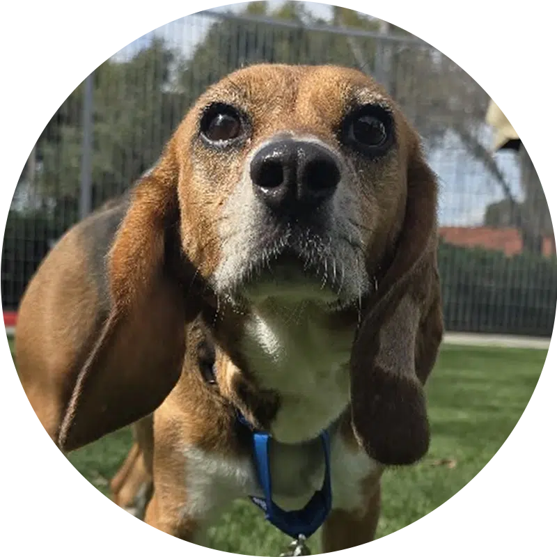 A close-up of a beagle with brown and white fur standing on grass. The dog has large, expressive eyes and its ears are flopped down. There is a leash attached to its collar. In the background, a fenced area and trees are visible.