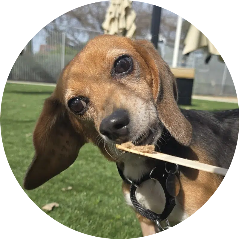 A beagle is outdoors, holding a stick in its mouth. The dog has brown and black fur, large ears, and a curious expression. The background shows blurred grass and a few outdoor structures, suggesting a sunny day.