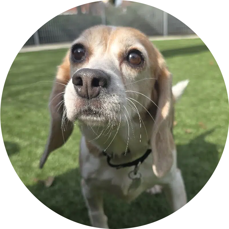 A close-up of a beagle with a tan and white coat standing on green grass. The dog's large, expressive eyes and prominent whiskers are visible, giving it an alert appearance. A collar with a tag is seen around its neck.