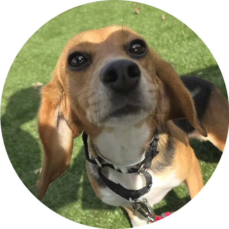 A close-up of a beagle with a brown and black coat, looking curiously at the camera. The dog is wearing a black collar, and there is green grass in the background, indicating an outdoor setting.